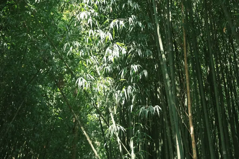 烟气分析仪在工业废气排放监测中的应用案例详解